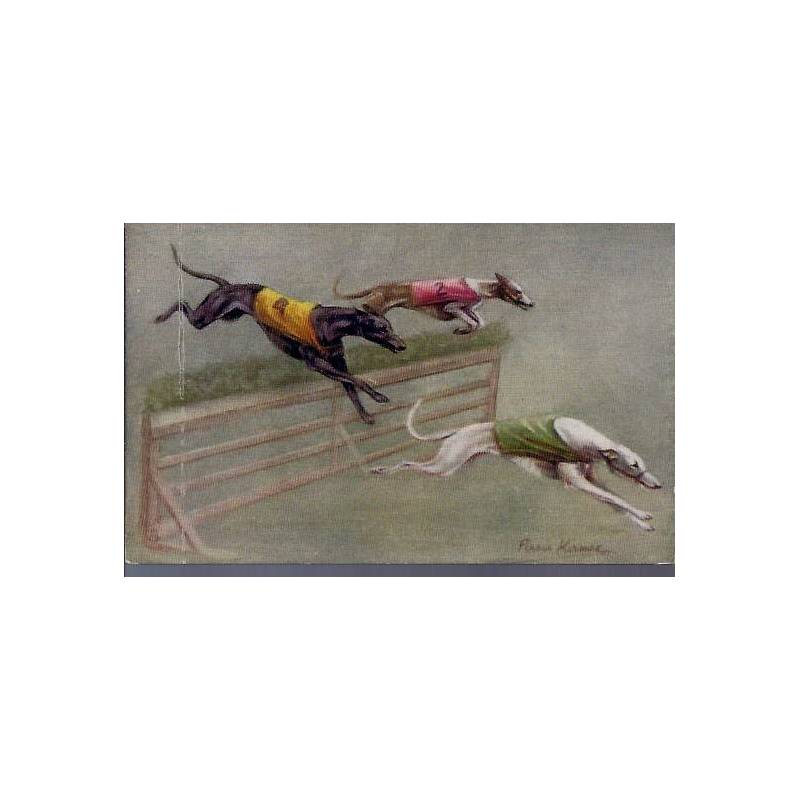 Course de lévriers - Saut d'obstacle - Couleur - Rare - Greyhound Racing