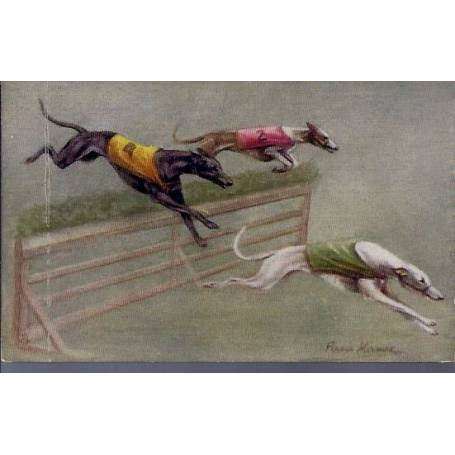 Course de lévriers - Saut d'obstacle - Couleur - Rare - Greyhound Racing