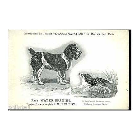 Race Water Spaniel - Epagneul d'eau anglais