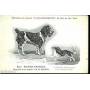 Race Water Spaniel - Epagneul d'eau anglais