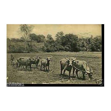 Ceylan - Ceylon buffaloes ploughing paddy fields