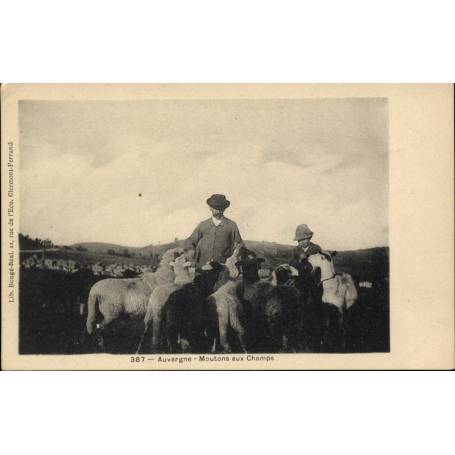 63 - Auvergne - Moutons aux Champs