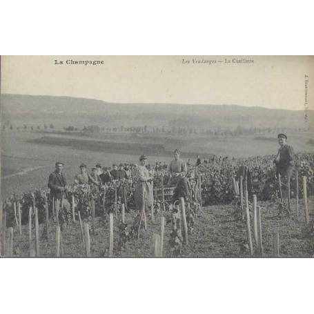 51 - La champagne - Les vendanges - La cueillette