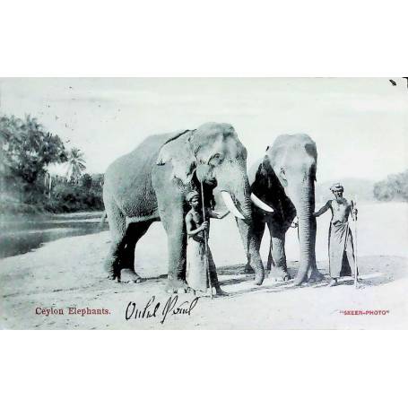 Sri Lanka - Éléphants de Ceylan