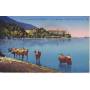 73 - Vaches au lac du Bourget