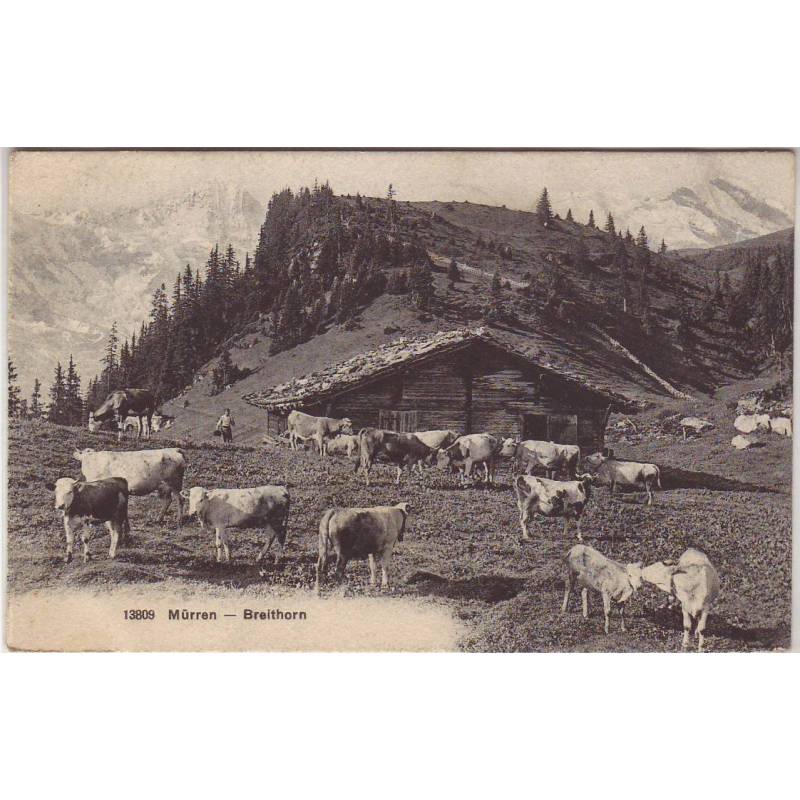 Suisse - Mürren - Breithorn - Vaches