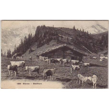 Suisse - Mürren - Breithorn - Vaches