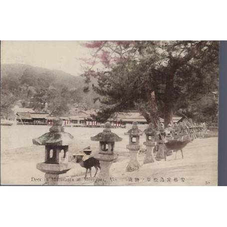 Japon - Deer in Matsubata at Miyajima Aki.