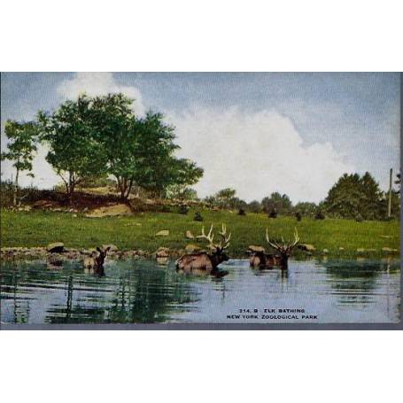 USA - New York - Zoological Park - Elk bathing