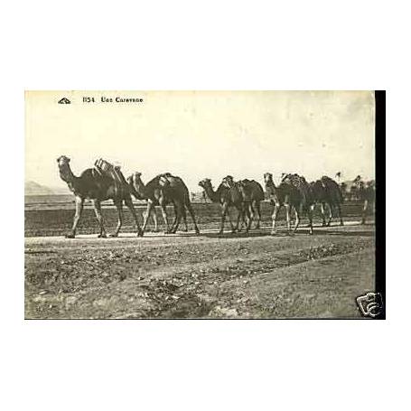 Algerie - Une caravane  - Chameaux